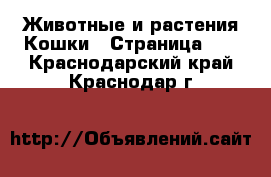 Животные и растения Кошки - Страница 11 . Краснодарский край,Краснодар г.